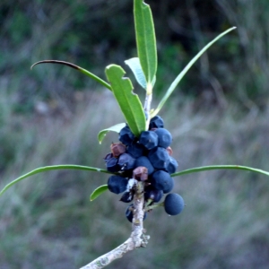 Photographie n°101779 du taxon Phillyrea angustifolia L. [1753]