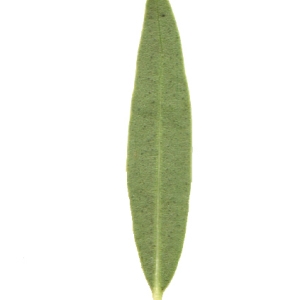 Photographie n°101780 du taxon Phillyrea angustifolia L. [1753]