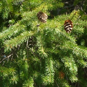 Photographie n°101784 du taxon Pseudotsuga menziesii (Mirb.) Franco [1950]