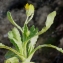  Liliane Roubaudi - Calendula arvensis L. [1763]