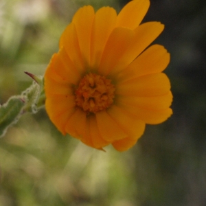 Photographie n°101802 du taxon Calendula arvensis L. [1763]