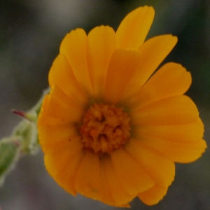 Photographie n°101803 du taxon Calendula arvensis L. [1763]