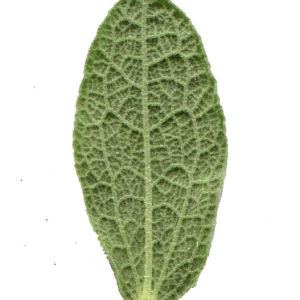 Photographie n°101821 du taxon Cistus albidus L. [1753]