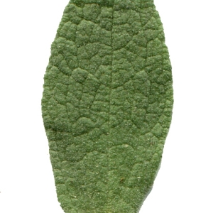 Photographie n°101822 du taxon Cistus albidus L. [1753]