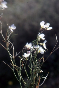 Liliane Roubaudi, le 18 mars 2004 (Tunisie)