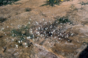 Liliane Roubaudi, le 18 mars 2004 (Tunisie)