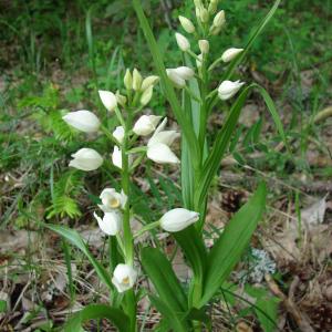 Photographie n°101866 du taxon Cephalanthera longifolia (L.) Fritsch [1888]