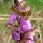  Paul Fabre - Orchis spitzelii Saut. ex W.D.J.Koch [1837]