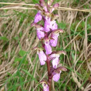  - Orchis spitzelii Saut. ex W.D.J.Koch [1837]