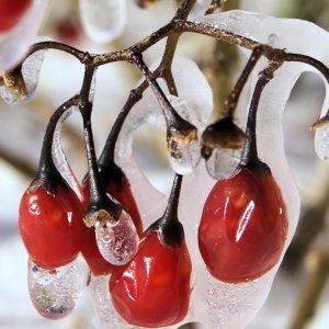 Photographie n°101894 du taxon Solanum dulcamara L.