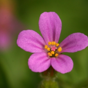 Photographie n°101938 du taxon Geranium robertianum subsp. purpureum (Vill.) Nyman [1878]