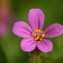  John De Vos - Geranium robertianum subsp. purpureum (Vill.) Nyman [1878]