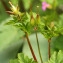  John De Vos - Geranium robertianum subsp. purpureum (Vill.) Nyman [1878]