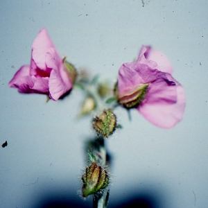 Photographie n°102047 du taxon Helianthemum nummularium subsp. semiglabrum auct.
