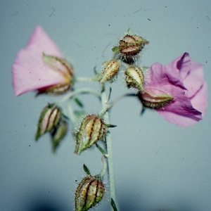 Photographie n°102048 du taxon Helianthemum nummularium subsp. semiglabrum auct.