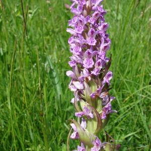 Photographie n°102077 du taxon Dactylorhiza incarnata (L.) Soó [1962]