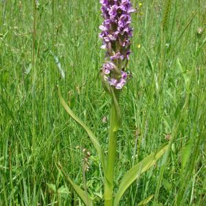 Photographie n°102079 du taxon Dactylorhiza incarnata (L.) Soó [1962]