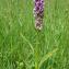  Paul Fabre - Dactylorhiza incarnata (L.) Soó [1962]