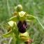  Paul Fabre - Ophrys sulcata Devillers & Devillers-Tersch. [1994]