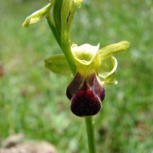 Photographie n°102083 du taxon Ophrys sulcata Devillers & Devillers-Tersch. [1994]