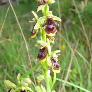 Photographie n°102089 du taxon Ophrys aymoninii (Breistr.) Buttler [1986]