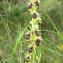  Paul Fabre - Ophrys aymoninii (Breistr.) Buttler [1986]