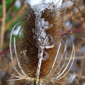 Photographie n°102138 du taxon Dipsacus fullonum L.