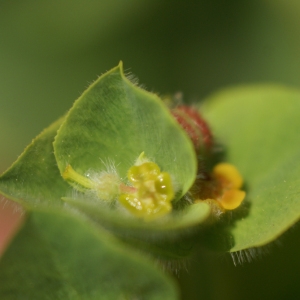 Photographie n°102155 du taxon Euphorbia pubescens Vahl [1791]