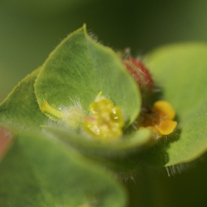 Photographie n°102156 du taxon Euphorbia pubescens Vahl [1791]