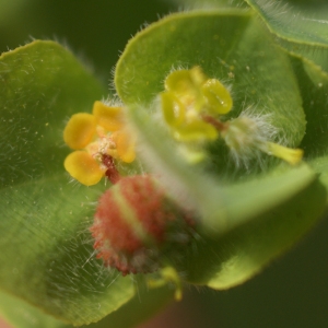 Photographie n°102157 du taxon Euphorbia pubescens Vahl [1791]