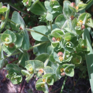 Photographie n°102160 du taxon Euphorbia pubescens Vahl [1791]