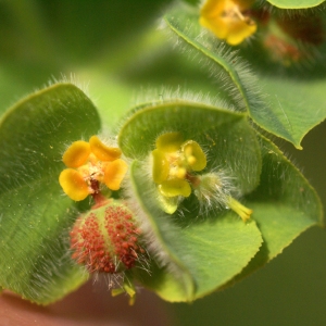 Photographie n°102172 du taxon Euphorbia pubescens Vahl [1791]