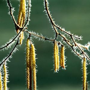 Salix alba L. [nn] par Jean-Landry NICOLAS le 02/02/2012 - Vinon-sur-Verdon