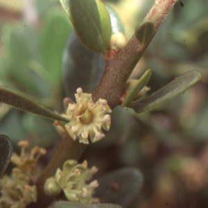 Photographie n°102178 du taxon Argania spinosa (L.) Skeels