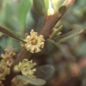 Photographie n°102179 du taxon Argania spinosa (L.) Skeels