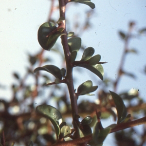 Photographie n°102183 du taxon Argania spinosa (L.) Skeels