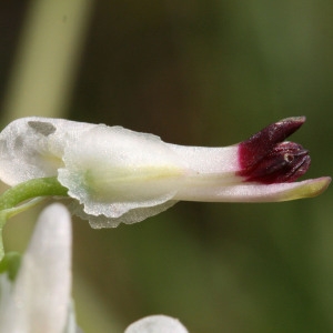 Photographie n°102298 du taxon Fumaria capreolata L. [1753]