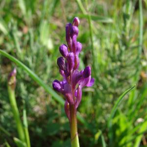 Photographie n°102315 du taxon Anacamptis champagneuxii (Barnéoud) R.M.Bateman, Pridgeon & M.W.Chase [1997]