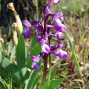 Anacamptis champagneuxii (Barnéoud) R.M.Bateman, Pridgeon & M.W.Chase (Orchis de Champagneux)