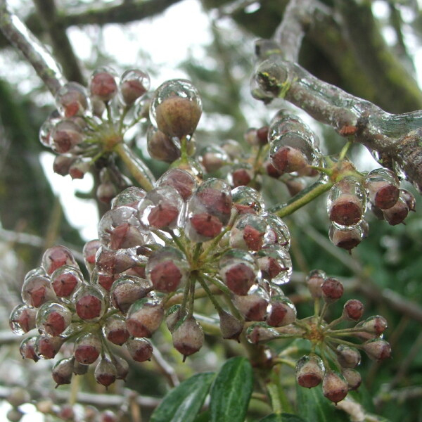 Hedera helix L. [1753] [nn30892] par Emmanuel CÔTEZ le 20/01/2013 - Étrelles-sur-Aube