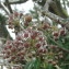 Hedera helix L. [1753] [nn30892] par Emmanuel CÔtez le 20/01/2013 - Étrelles-sur-Aube