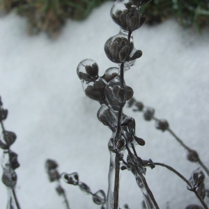 Photographie n°102355 du taxon Lavandula L. [1753]