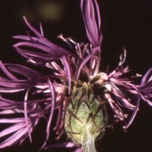 Centaurea angustifolia auct. (Centaurée de Lyon)