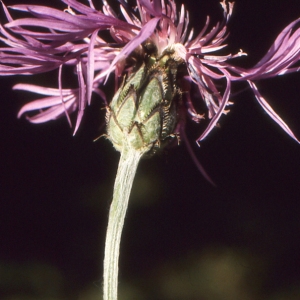 Photographie n°102360 du taxon Centaurea triumfetti subsp. lugdunensis (Jord.) Dostál [1976]