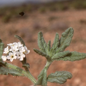  - Heliotropium bacciferum Forssk.