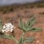  Liliane Roubaudi - Heliotropium bacciferum Forssk.