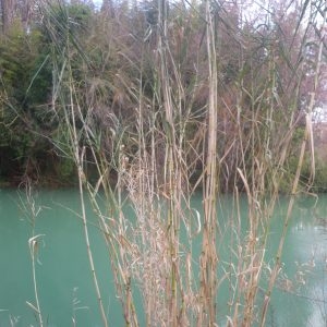 Photographie n°102466 du taxon Arundo donax L. [1753]