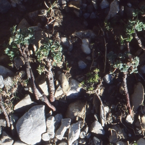 Photographie n°102513 du taxon Geranium cinereum Cav. [1787]