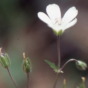 Photographie n°102518 du taxon Geranium rivulare Vill. [1779]