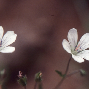  - Geranium rivulare Vill. [1779]